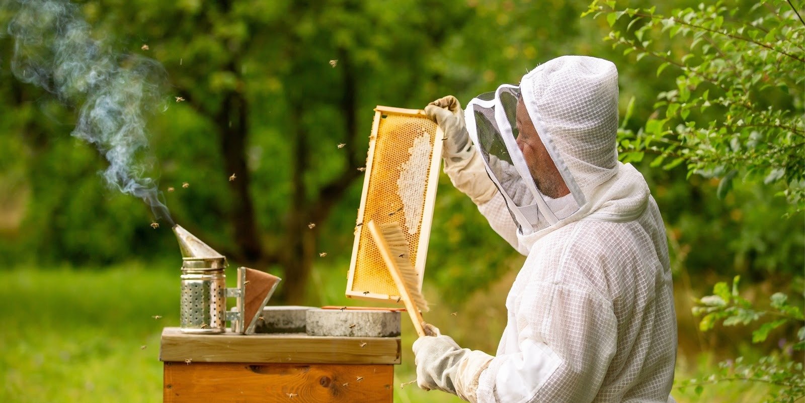 Beekeeping Supplies and Honey Decrystallizers: Keeping Honey Smooth and Natural